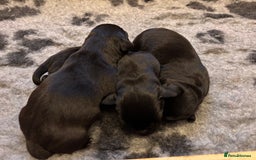 Labrador Retriever dogs for sale: Black KC Reg Labrador puppies for sale  - Image 3