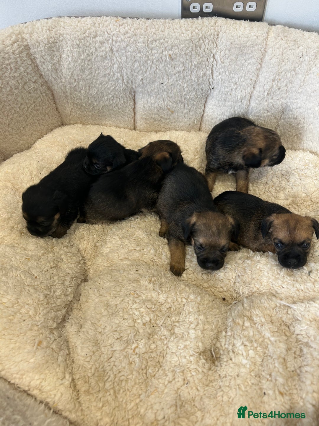 Border Terrier dogs for sale: Slem clear Kc registered Border terrier puppies - Advert 8