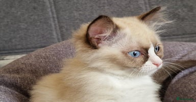 Ragdoll cats - Advert 11