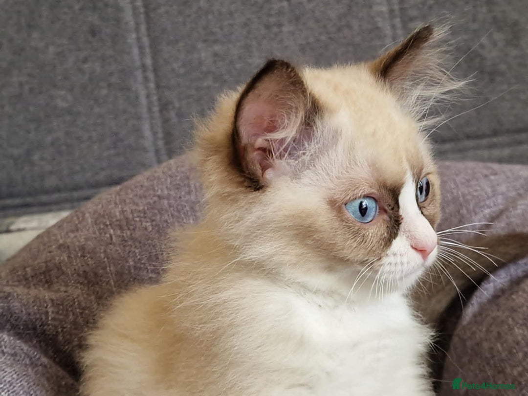 Ragdoll cats for sale: GRAND Champion European Line kittens.FULL PEDIGREE - Image 4