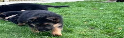 German Shepherd dogs for sale: KC reg German shepherd puppies  - Advert 25