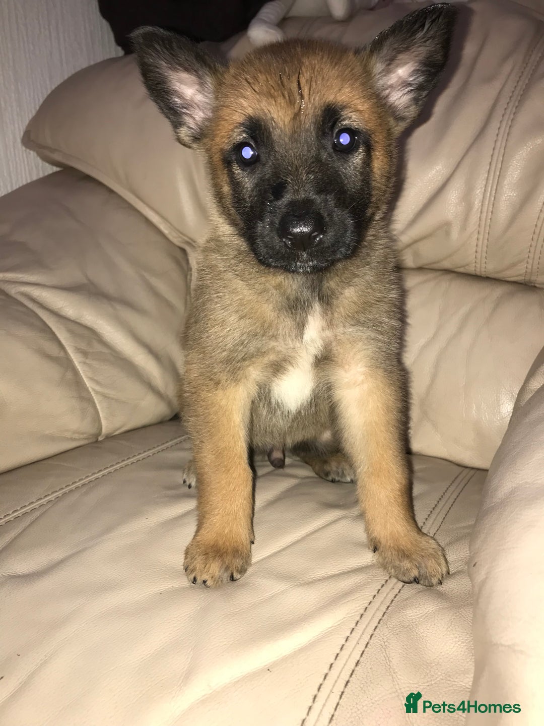 Belgian Shepherd Dog dogs for sale: Belgian Malinois puppy’s  - Image 17