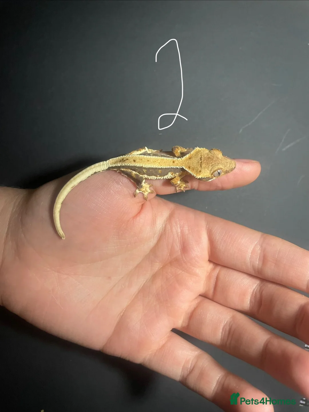 Gecko reptiles for sale: 5 stunning crested geckos from 3 months old - Advert 14