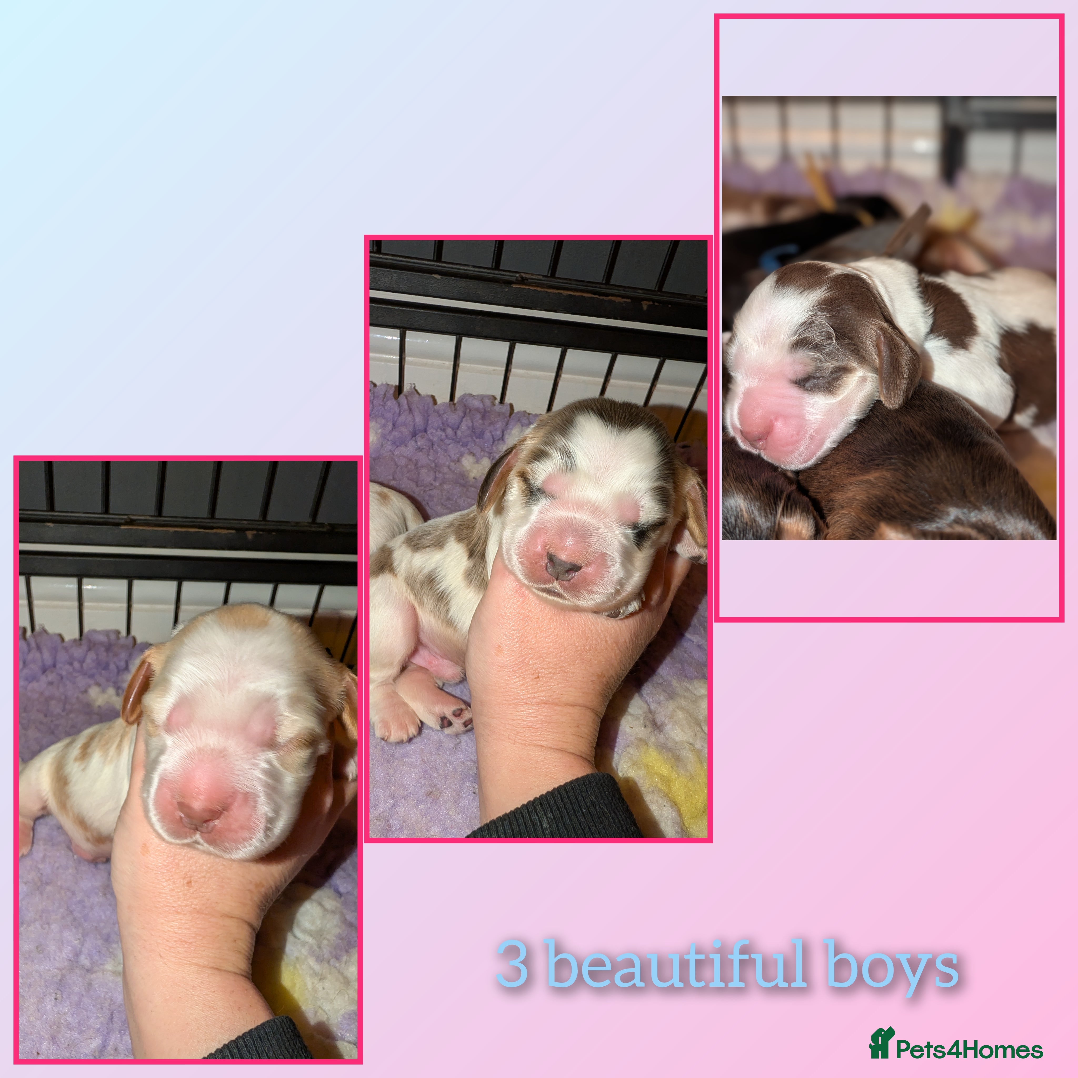 Cocker Spaniel dogs CHAMPION BLOODLINE SHOW COCKER BOY PUPPIES  - Advert 7