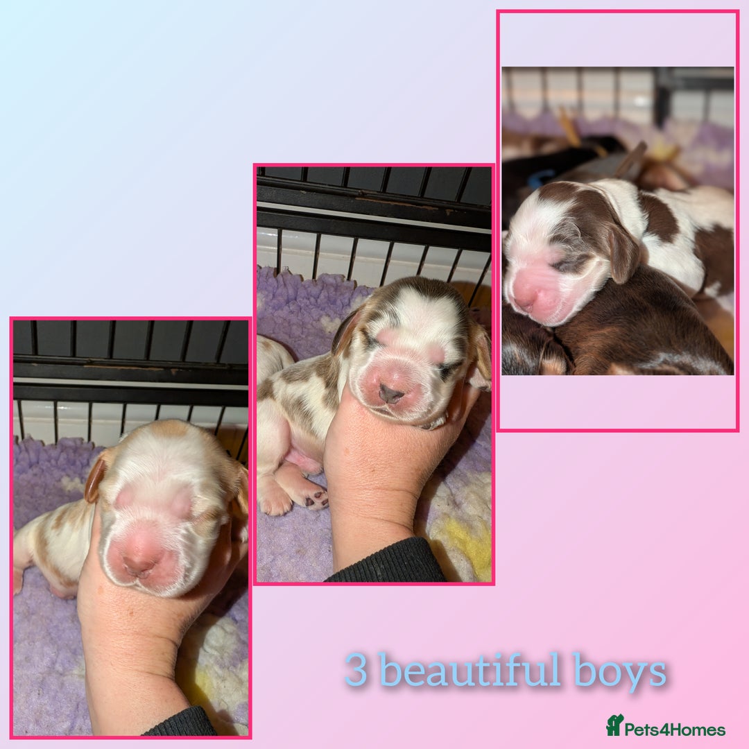 Cocker Spaniel dogs for sale: CHAMPION BLOODLINE SHOW COCKER BOY PUPPIES  - Advert 1