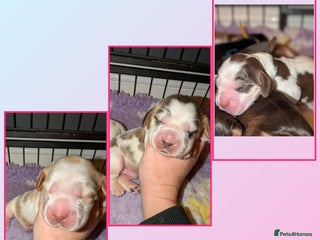 Cocker Spaniel dogs CHAMPION BLOODLINE SHOW COCKER BOY PUPPIES - Advert 1