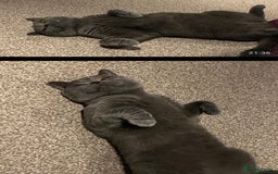 British Shorthair cats for sale: 8 yr old male British short hair - Image 7