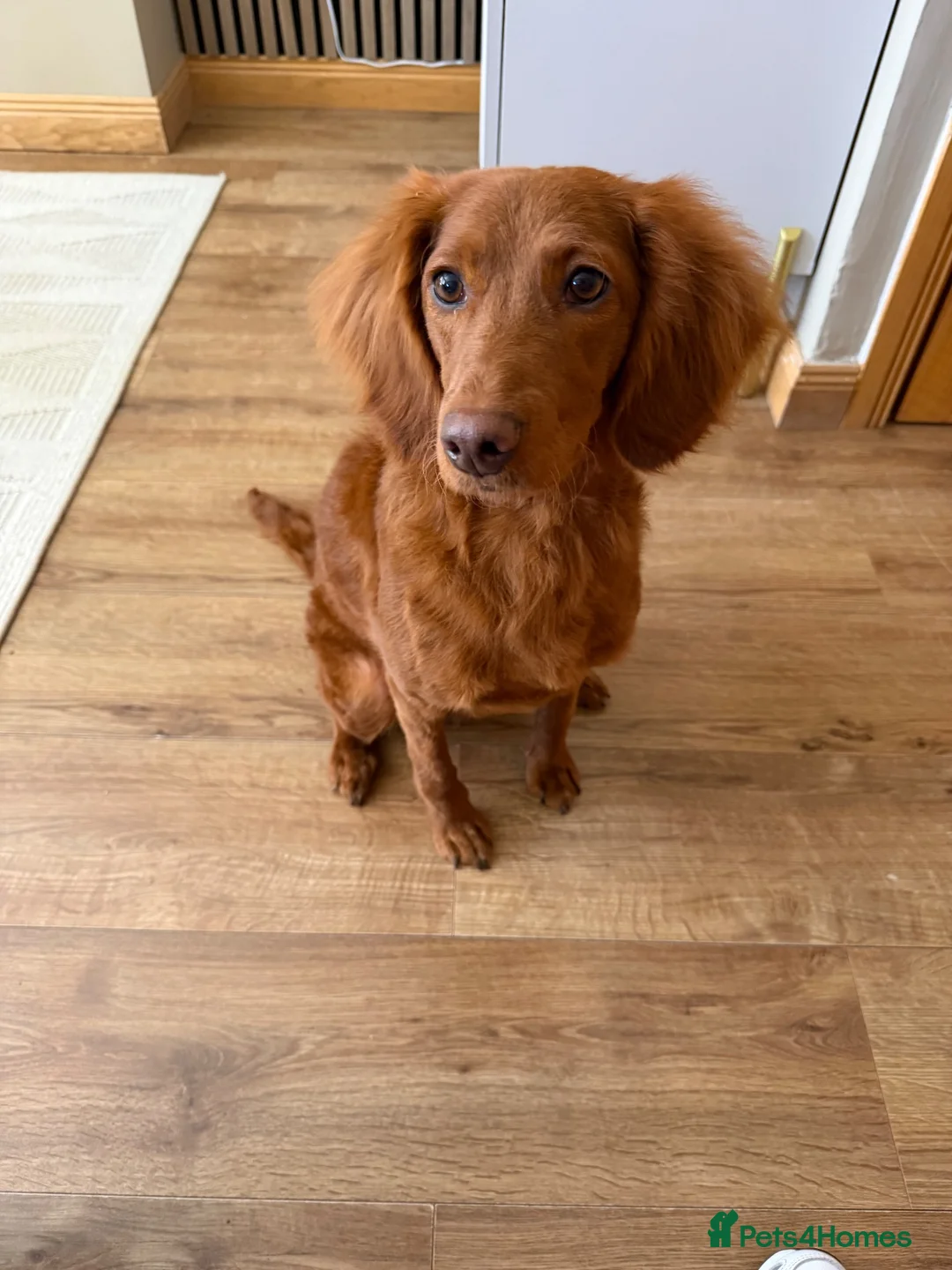 Cavapoo dogs for sale: Cavapoo female dog  - Advert 12