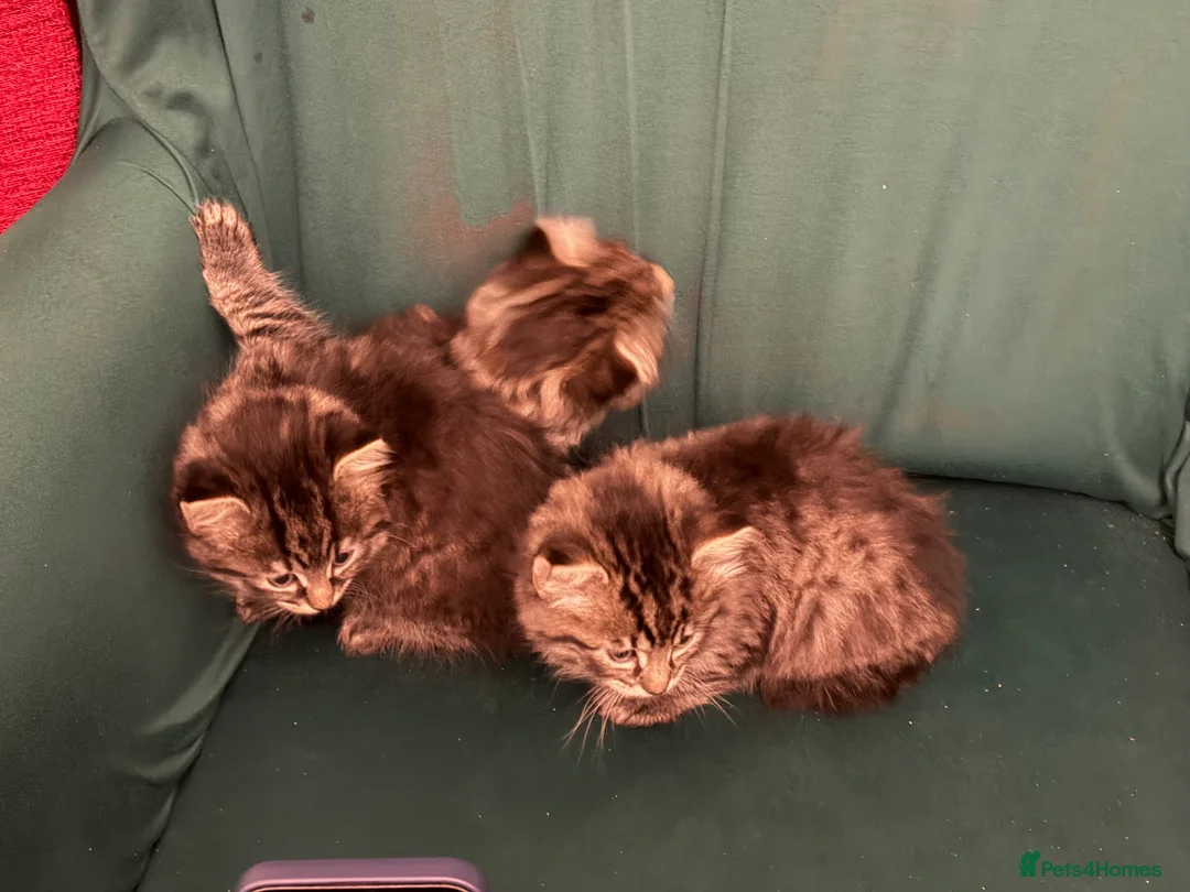 Mixed Breed cats for sale: Tabby kittens sale  - Advert 4