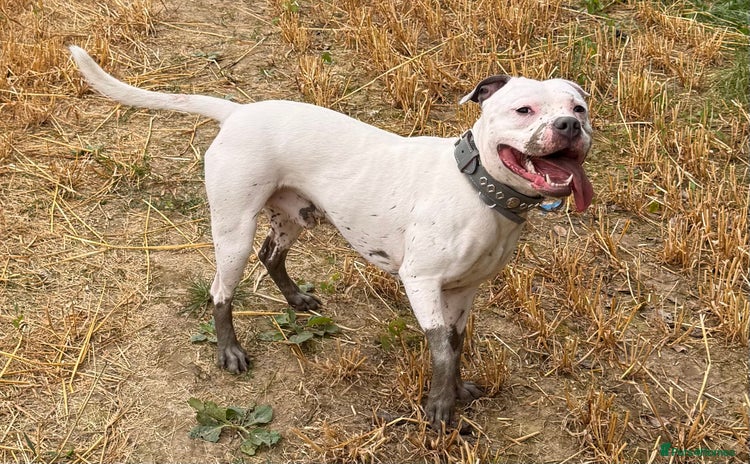 Staffordshire Bull Terrier dogs - Advert 5