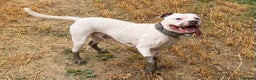 Staffordshire Bull Terrier dogs for stud: White and blue staff for STUD - Advert 1