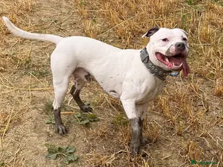 Staffordshire Bull Terrier dogs White and blue staff for STUD - Advert 14