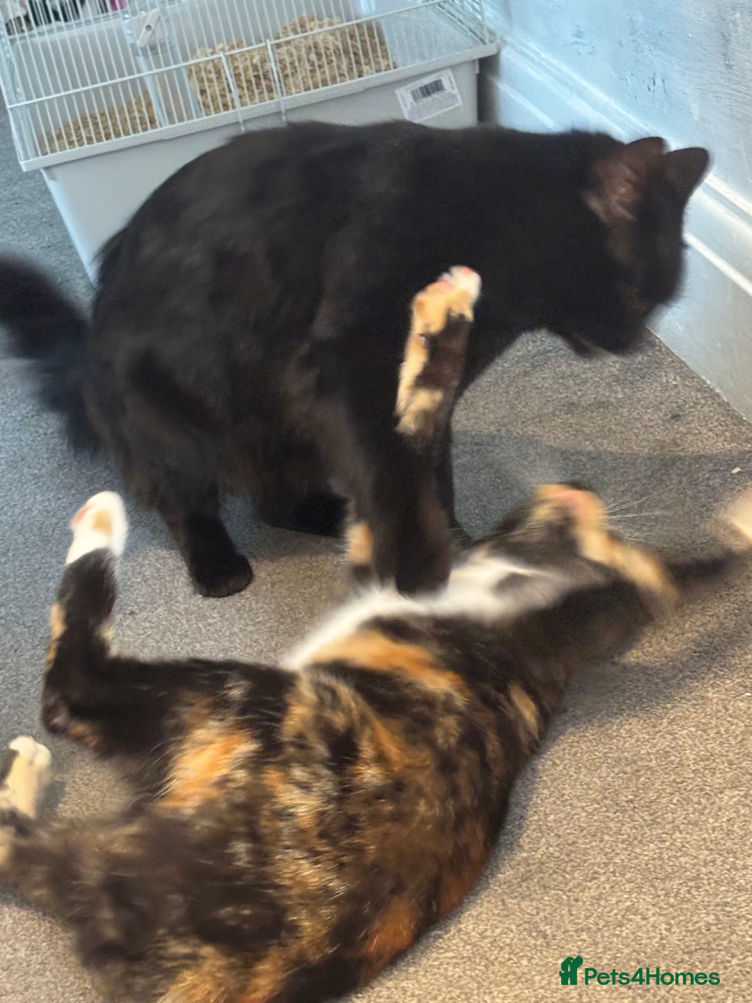 Maine Coon cats for sale: Flour - £50 - Advert 6