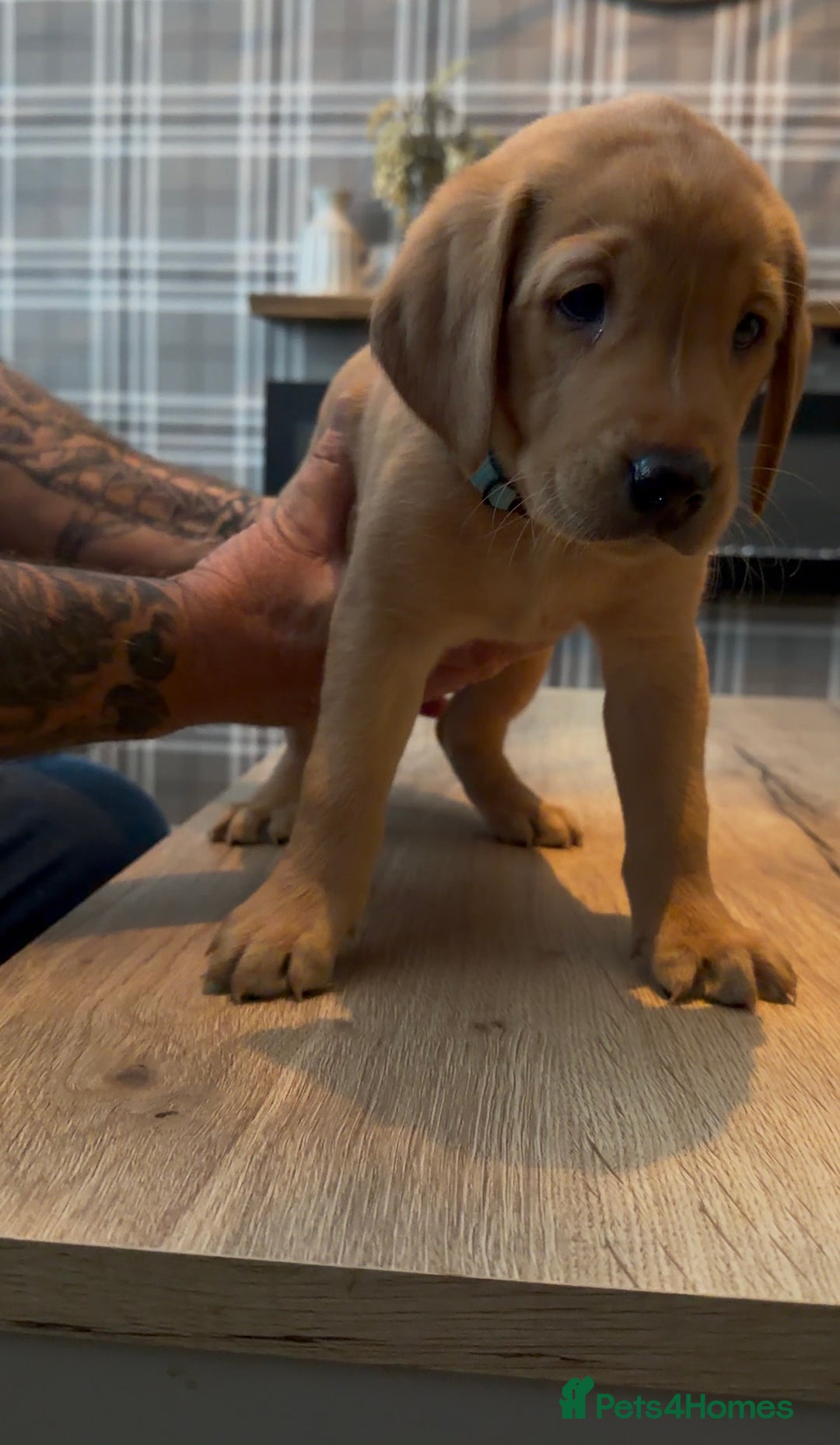 Labrador Retriever dogs for sale: Fox Red Labrador Puppies - Advert 4