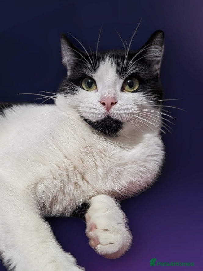 Domestic Shorthair cats for sale: 🖤 LAST KITTEN REMAINING – Midnight 🖤 - Advert 7