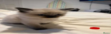 Ragdoll 3