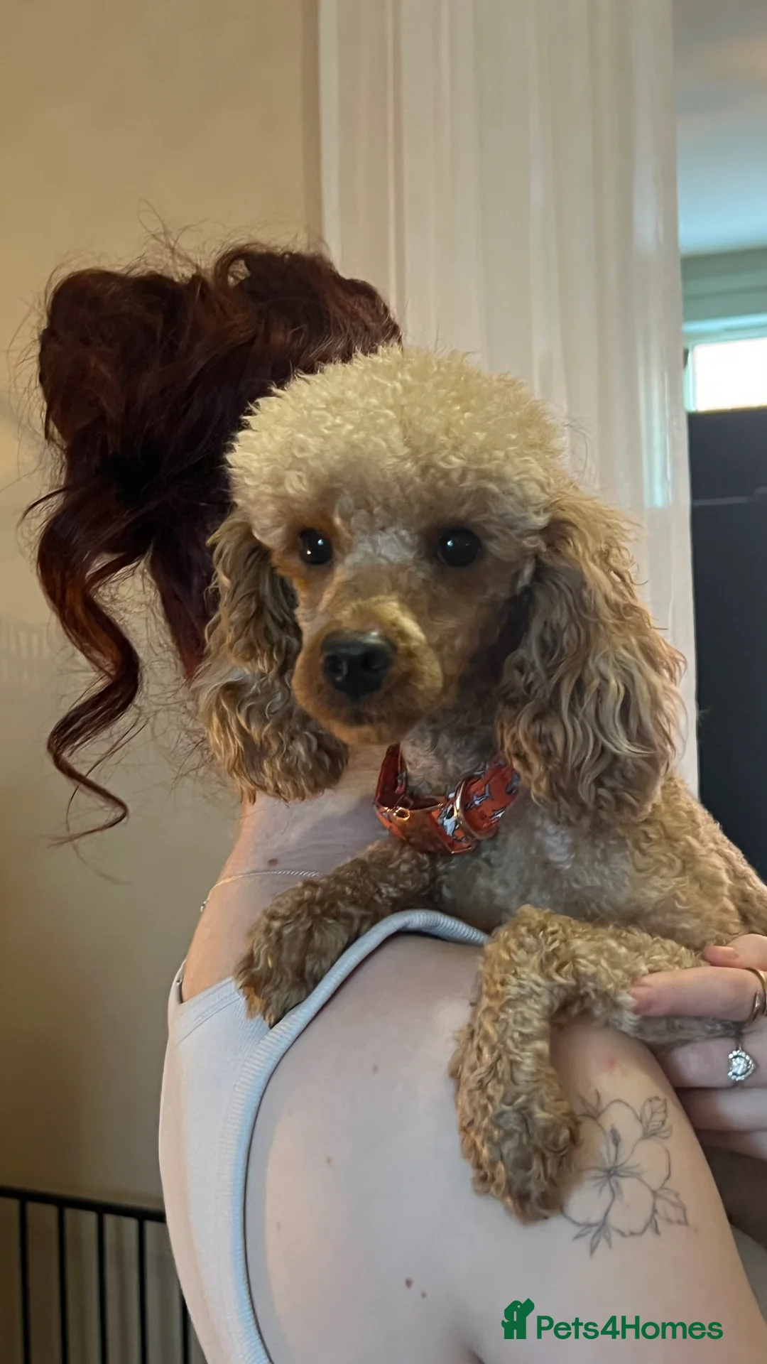 Toy Poodle dogs for sale: 💙Beautiful Toy Poodle Puppy, male, 9 weeks 💙 in Ipswich - Advert 9