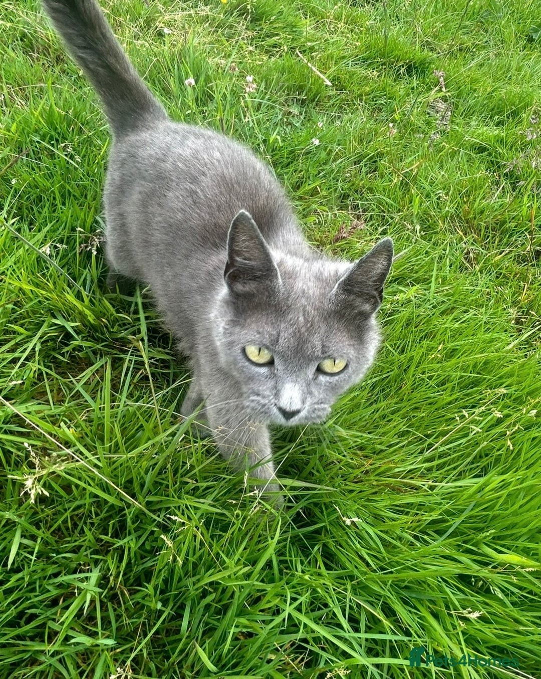 Ragdoll cats for sale: RagDoll X Kittens  - Image 5