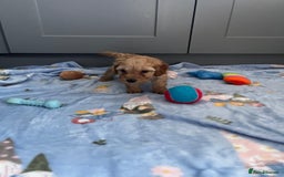 Cavapoo dogs for sale: * Cavapoo Boys available * - Image 30