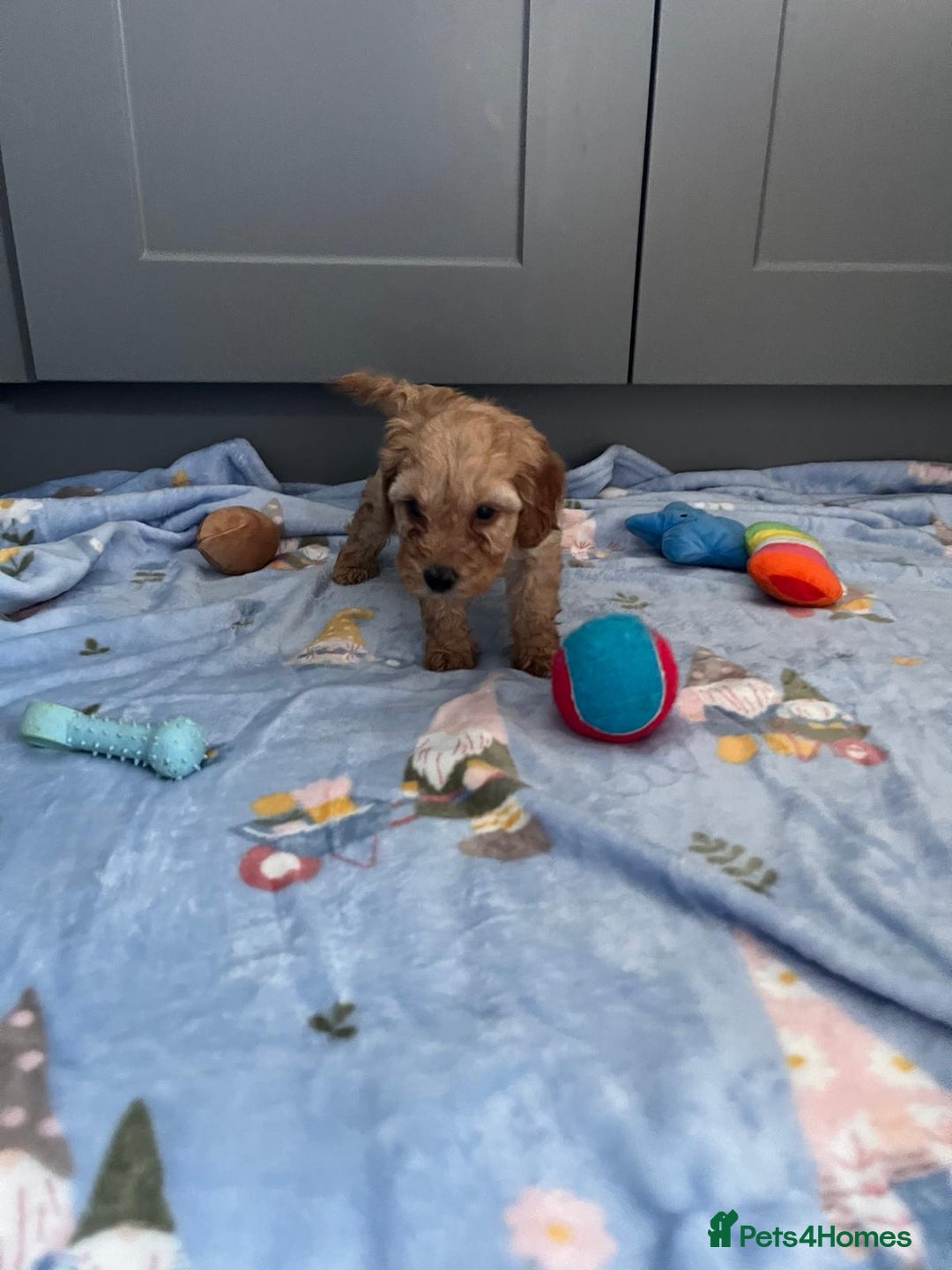 Cavapoo dogs for sale: * Cavapoo Boys available * - Image 30