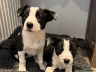 Border Collie dogs - Advert 11