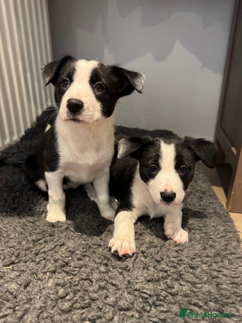 Border Collie dogs - Advert 5