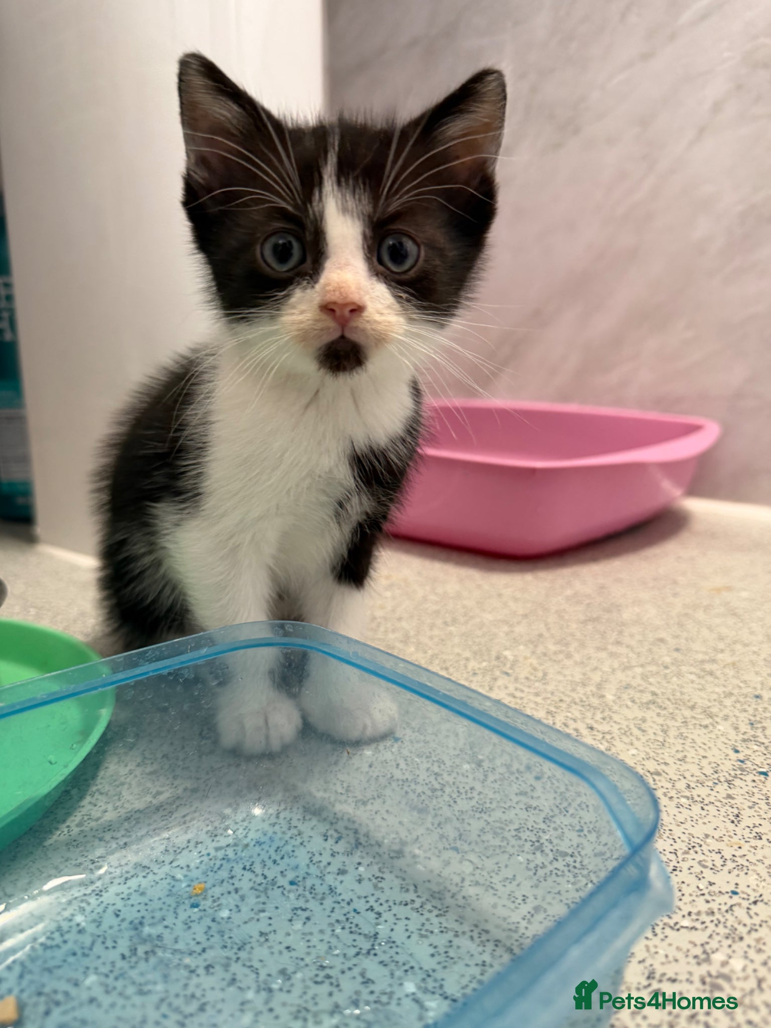 Mixed Breed cats for sale: Male Kittens  - Advert 8