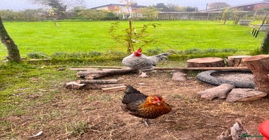 Chickens poultry - Advert 5