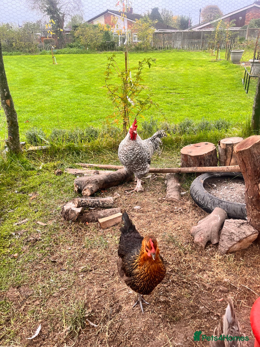 Chickens poultry for sale: French Cuckoo Maran Cockerel - Image 2