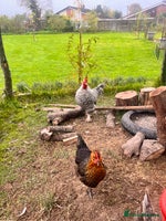 Chickens poultry - Advert 10
