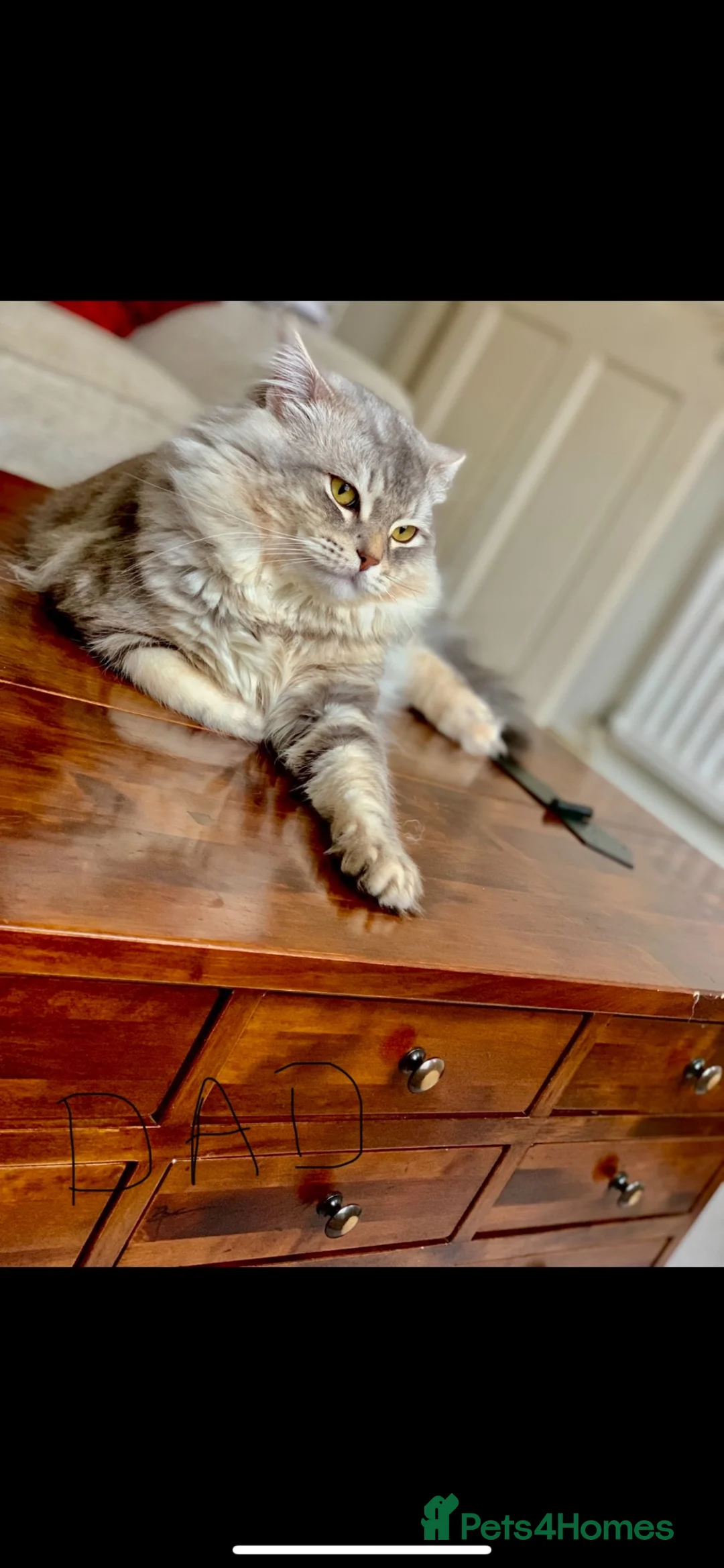 Persian cats for sale: Persian/ragdoll in Leicester - Advert 3