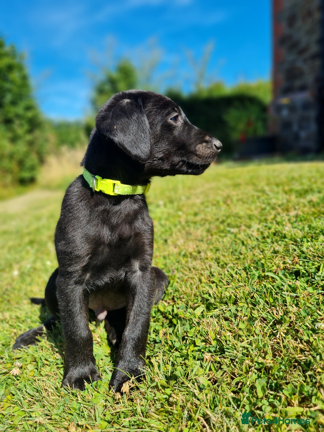 Labrador Retriever dogs for sale: Outstanding Black KC Labradors - Image 10