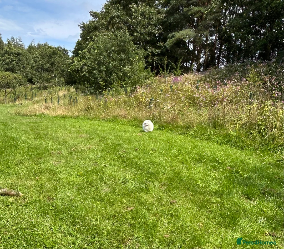 Pomeranian dogs for stud: Top Champion Lines KC White Pomeranian! - Advert 2