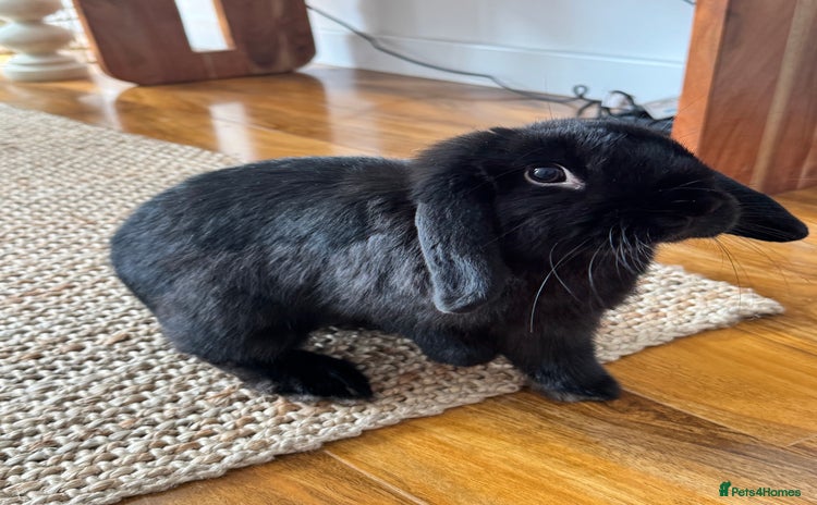 Mini Lop rabbits - Advert 2