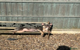 French Bulldog dogs for sale: Bella the Frenchie - for adoption ❤️ - Image 5