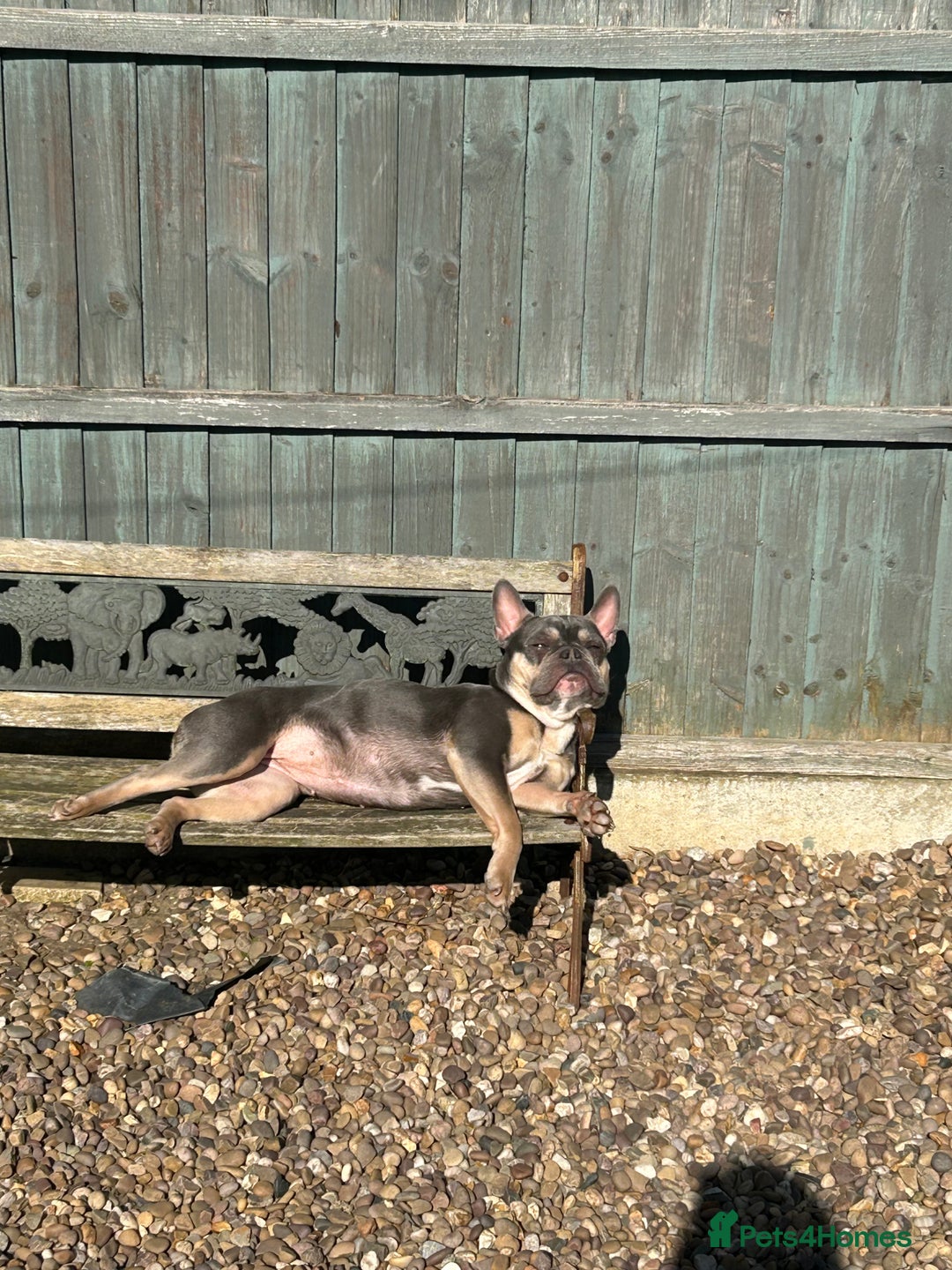French Bulldog dogs for sale: Bella the Frenchie - for adoption ❤️ - Image 5
