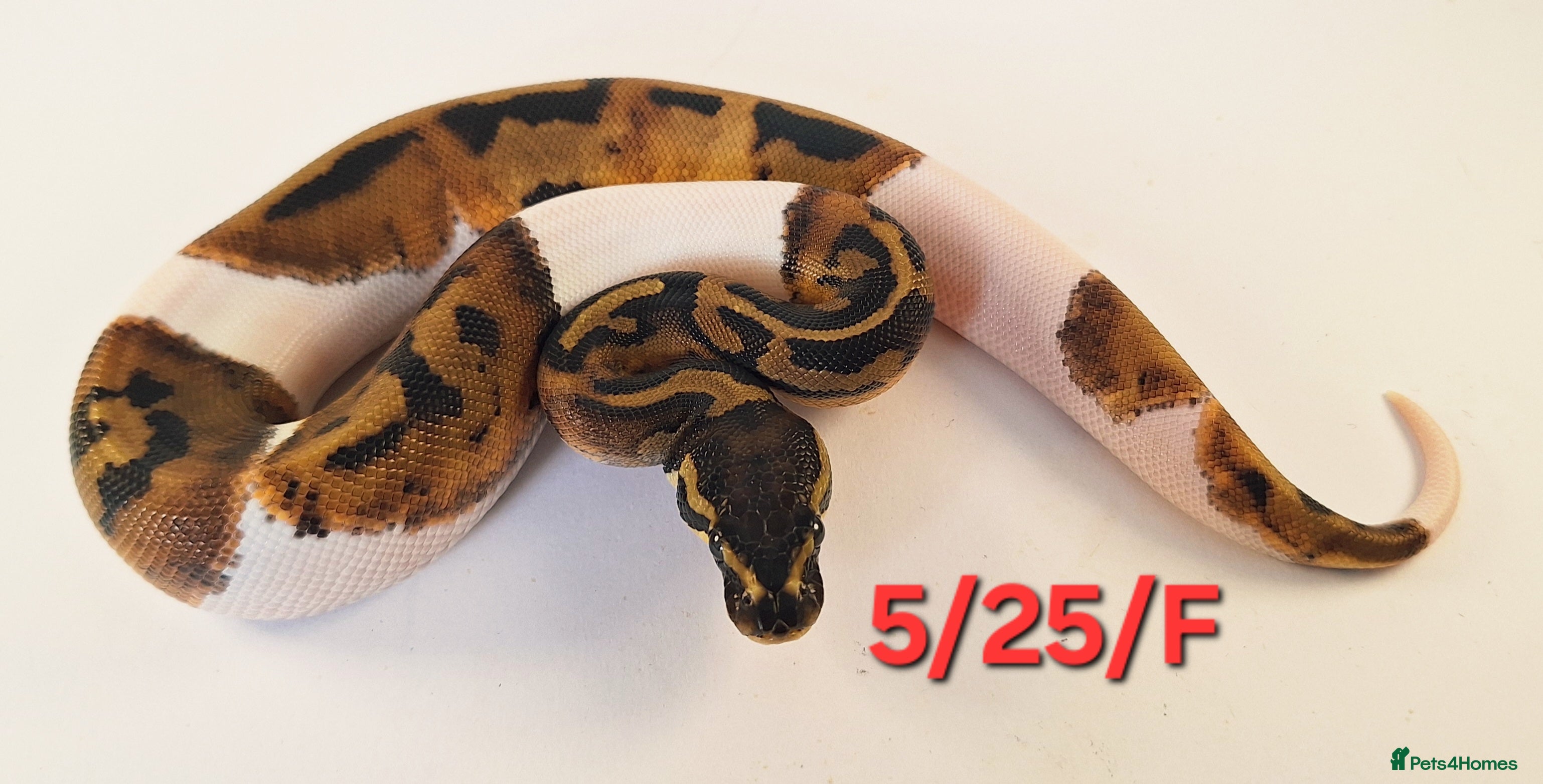 Python Snake reptiles Stunning Female Royal python Piebald  - Advert 1