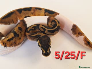 Python Snake reptiles Stunning Female Royal python Piebald - Advert 1