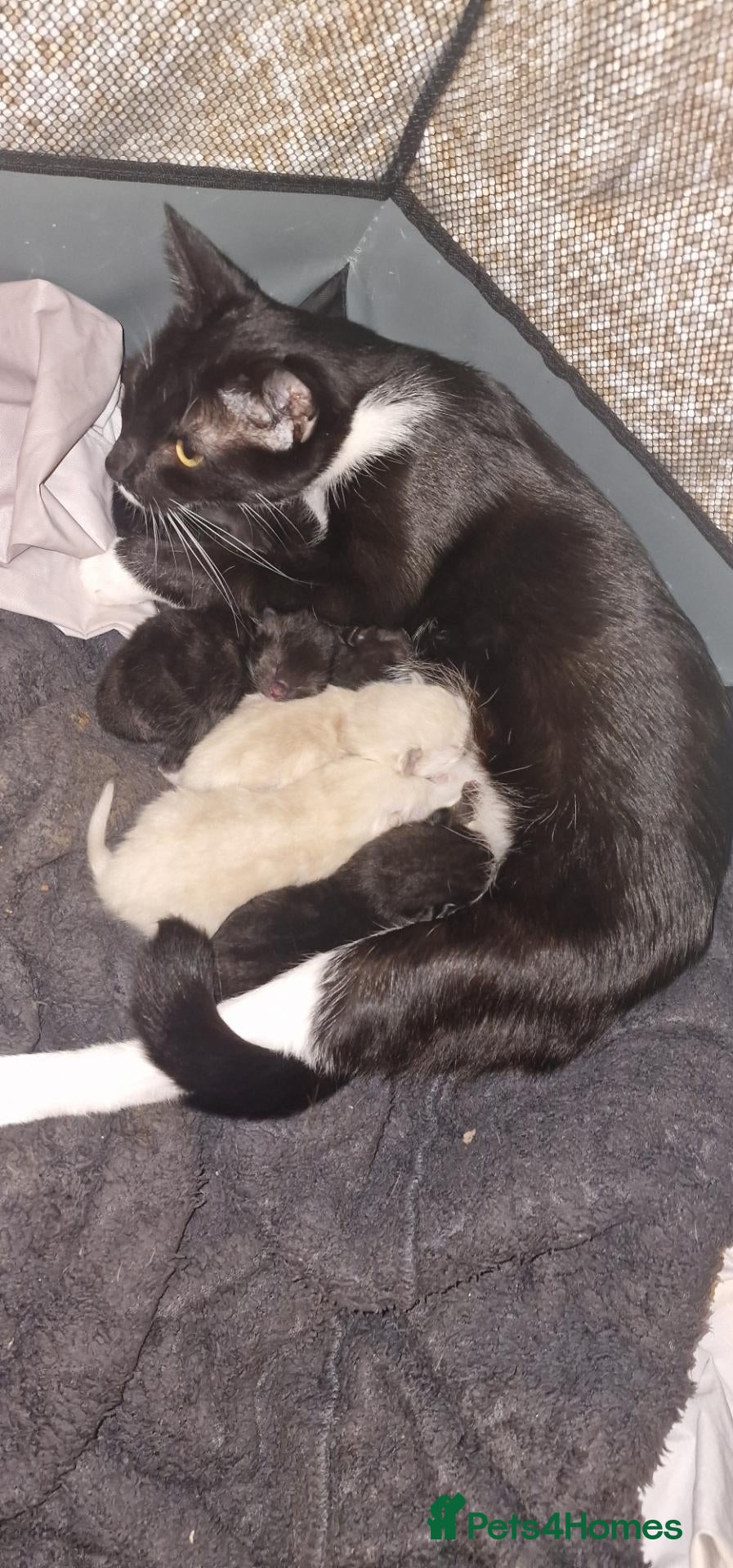 Mixed Breed cats Ragdoll X Bengal  - Advert 10
