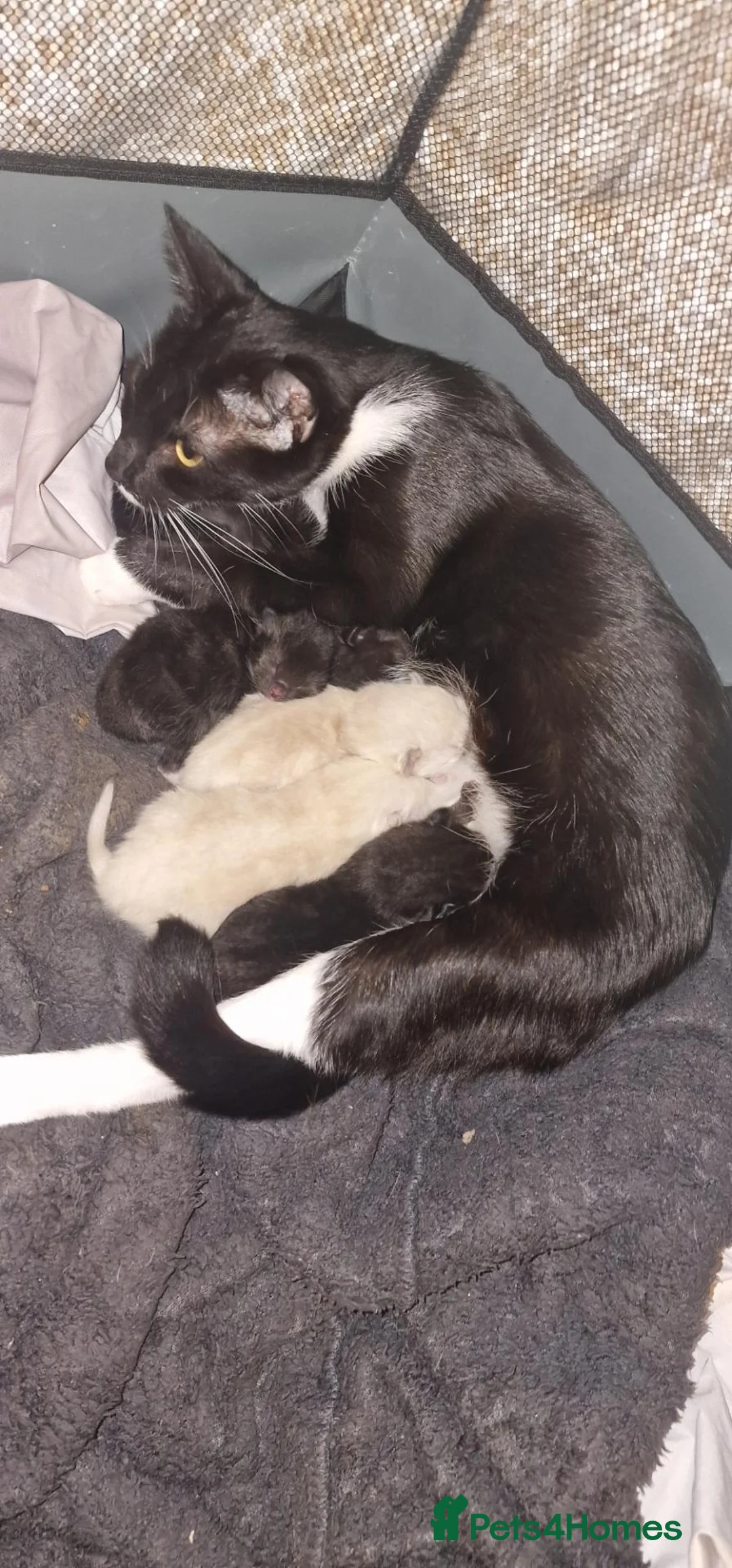 Mixed Breed cats for sale: Ragdoll X Bengal  - Advert 1