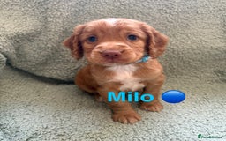 Cocker Spaniel dogs for sale: Cocker spaniel pups - Image 2