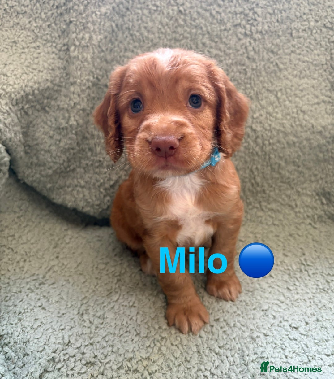 Cocker Spaniel dogs for sale: Cocker spaniel pups - Image 2