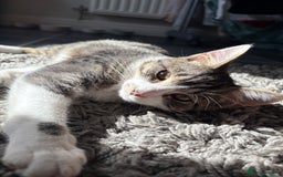 British Shorthair cats for sale: FREE Male kitten  - Image 1