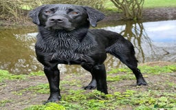 Labrador Retriever dogs for sale: Labrador Puppys ( 3 ) - Image 5