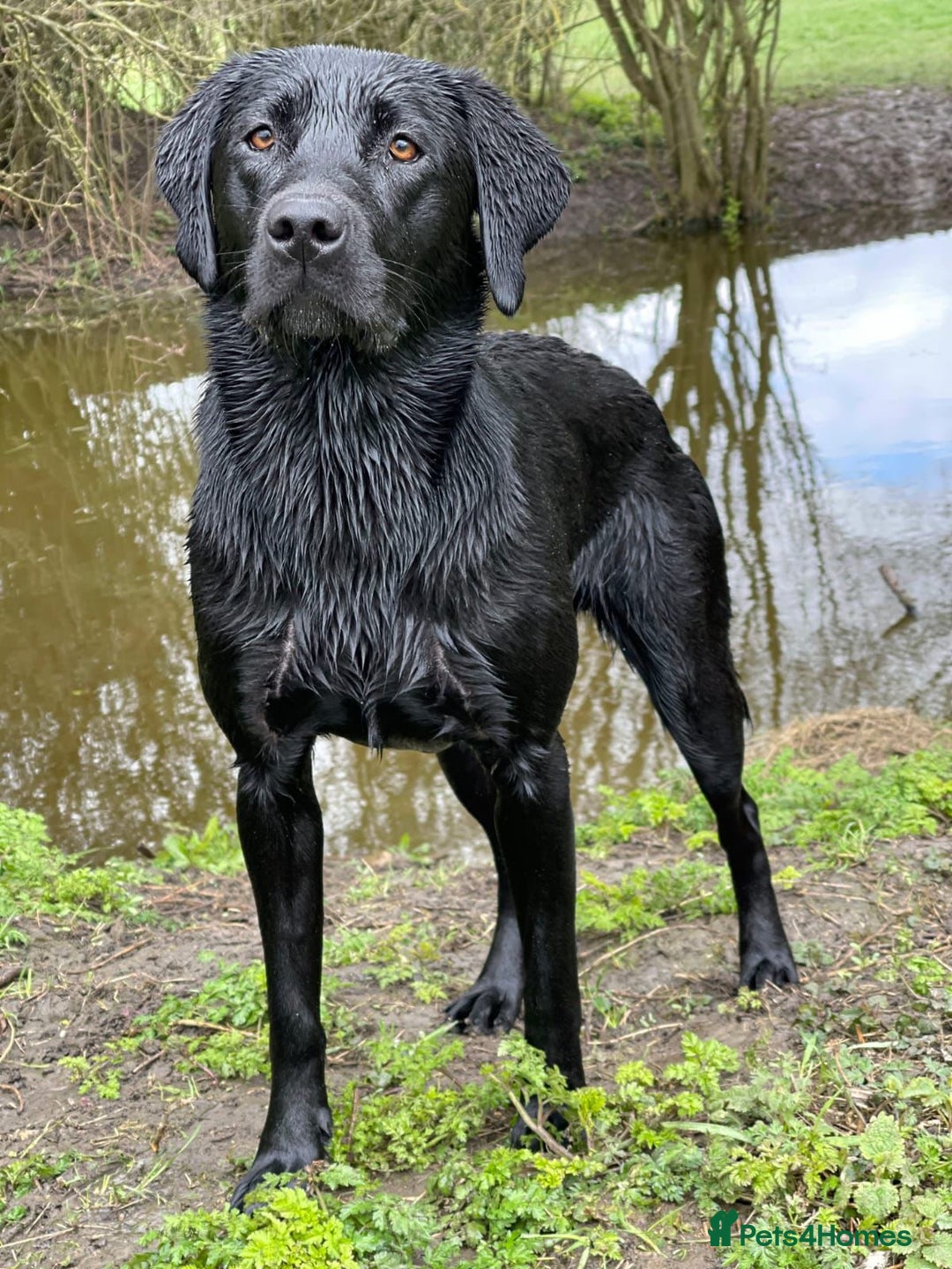 Labrador Retriever dogs for sale: Labrador Puppys ( 3 ) - Image 5