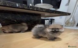 Pomeranian dogs for sale: Cute little pomeranians - Image 13