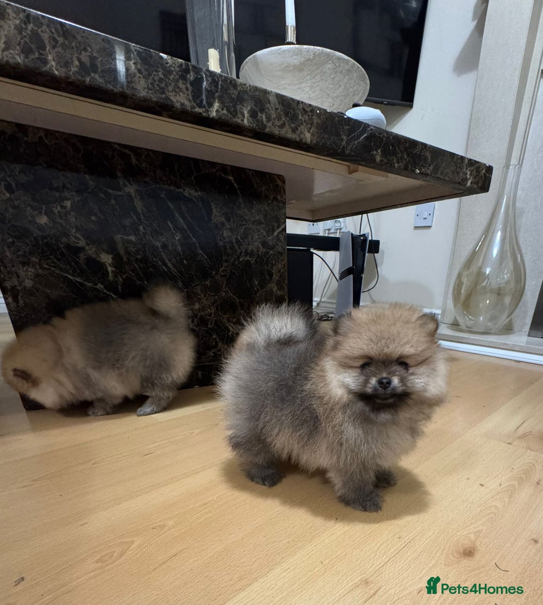 Pomeranian dogs for sale: Cute little pomeranians - Image 13