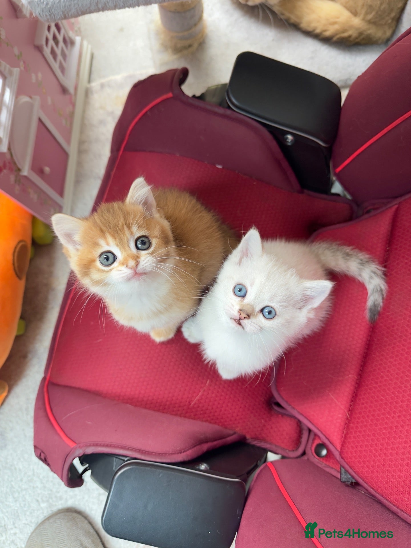 British Shorthair cats ✨🐾🐱 Premium Golden Silver Shaded BSH 🐱🐾✨ - Advert 2
