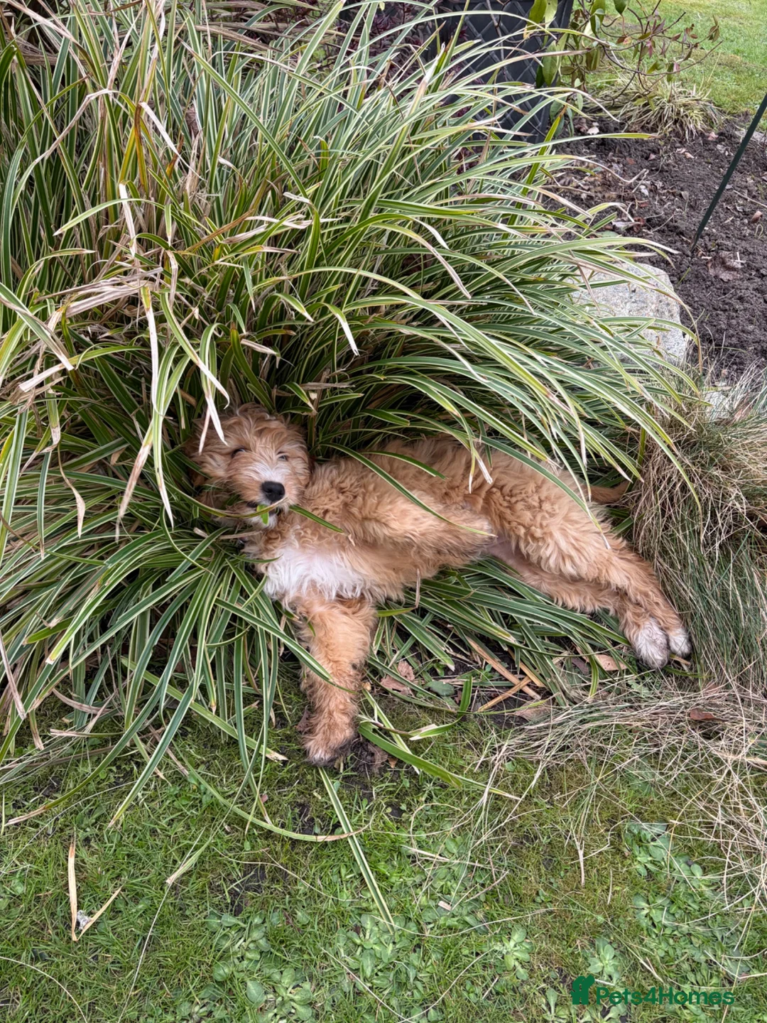 Cockapoo dogs for sale: Margo cockapoo F1 aged 6 months - Advert 8