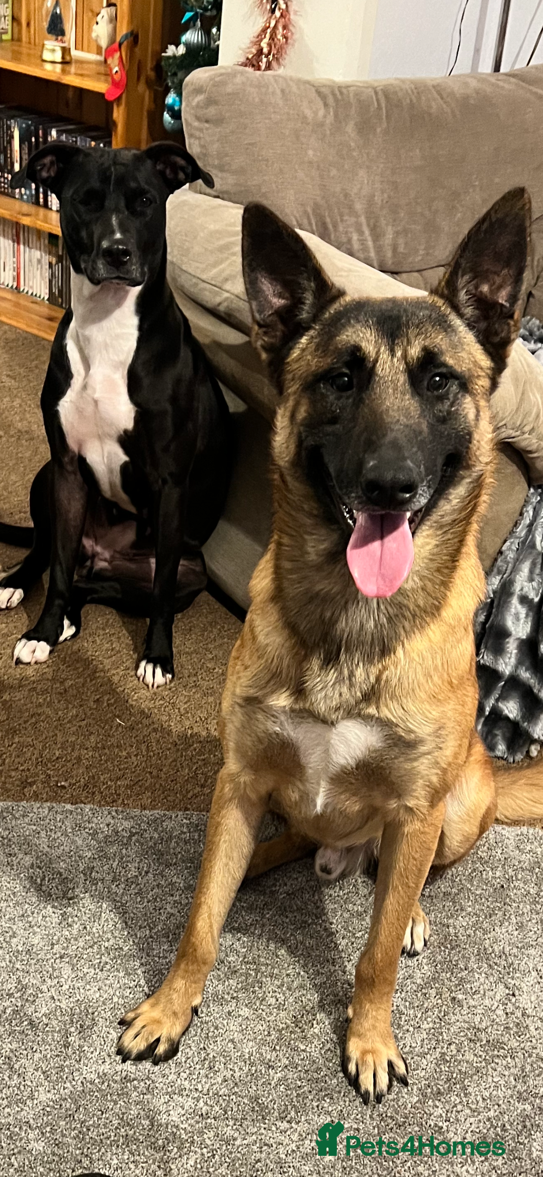 Belgian Shepherd Dog dogs for sale: Belgian malinois  ** ! - Advert 2